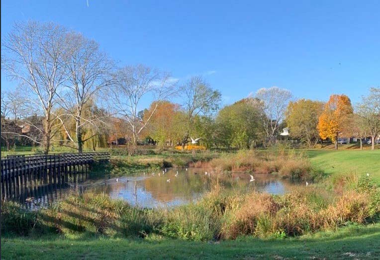 A pond area surrounded by trees, grass and shrubbery.