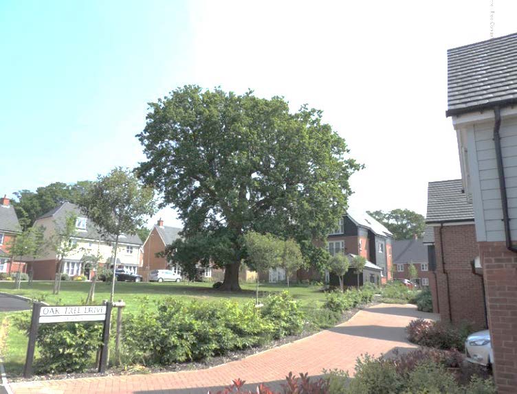 A mature tree provides a strong focal point to this scheme and is a major element of its character.