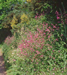 Pink flowers and greenery