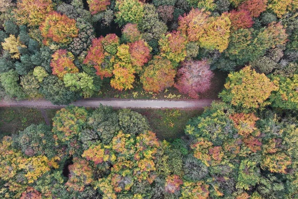 Aerial view of a forest with colorful autumn trees in red, orange, yellow, and green, with a straight dirt path running through the middle.