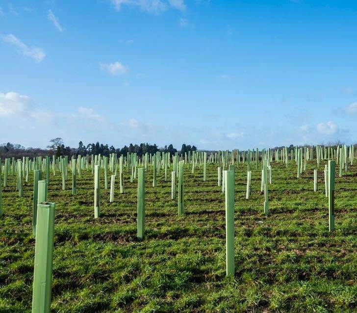 Young tree saplings protected by green plastic guards in a field under a blue sky with scattered clouds.
